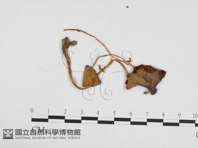 登錄號:F0024316藏品圖，第3張