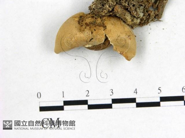 地星屬藏品圖，第3張