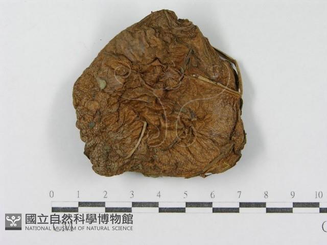 登錄號:F0002316藏品圖，第3張
