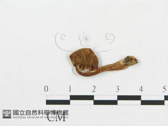 登錄號:F0012316藏品圖，第3張