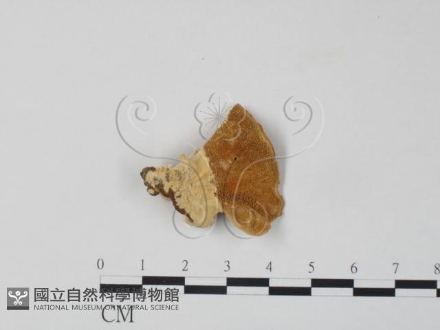 登錄號:F0007316藏品圖，第3張