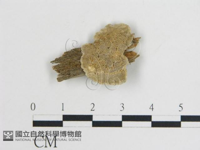 登錄號:F0017316藏品圖，第1張