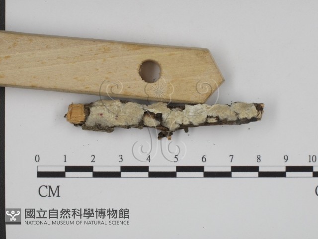 叉絲革菌屬藏品圖，第3張