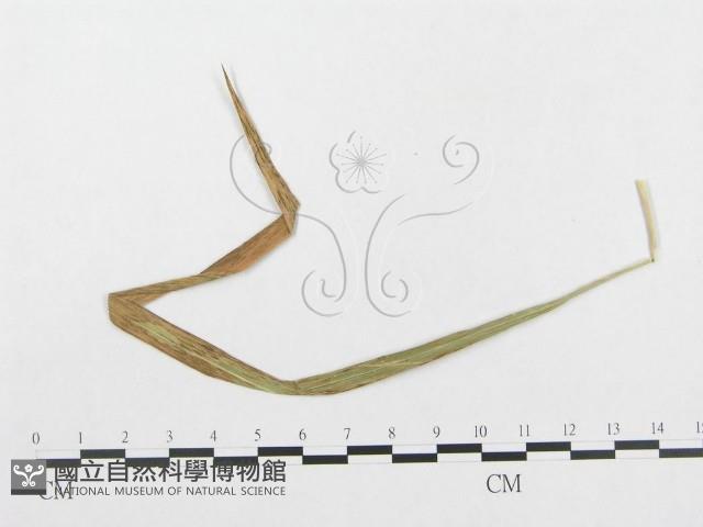 登錄號:F0019316藏品圖，第1張