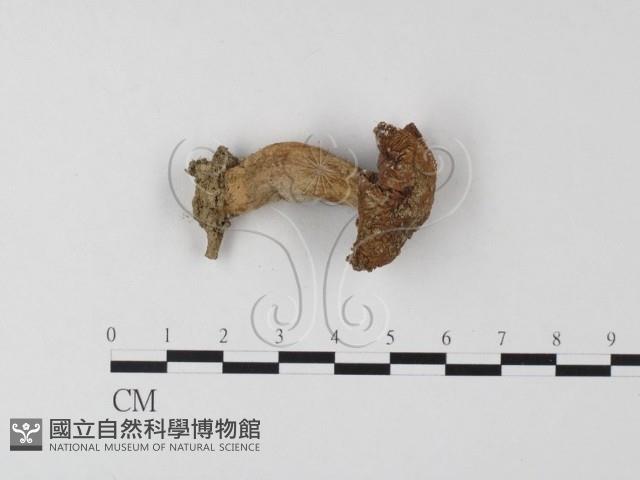 登錄號:F0023316藏品圖，第3張