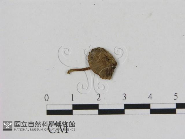 小菇屬藏品圖，第3張