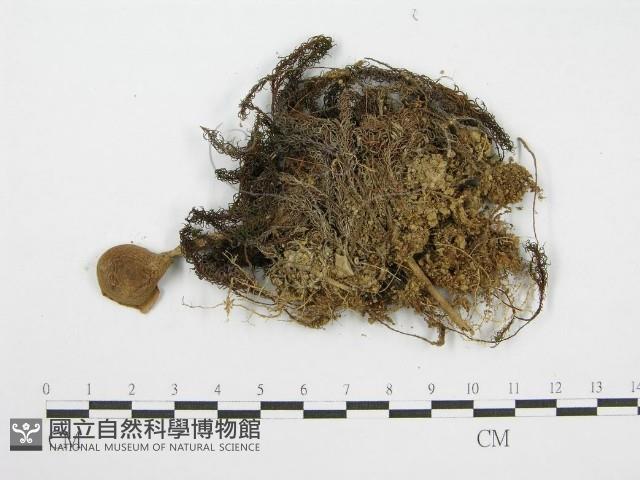登錄號:F0013316藏品圖，第3張