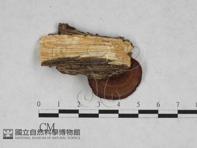 相鄰小孔菌藏品圖，第3張