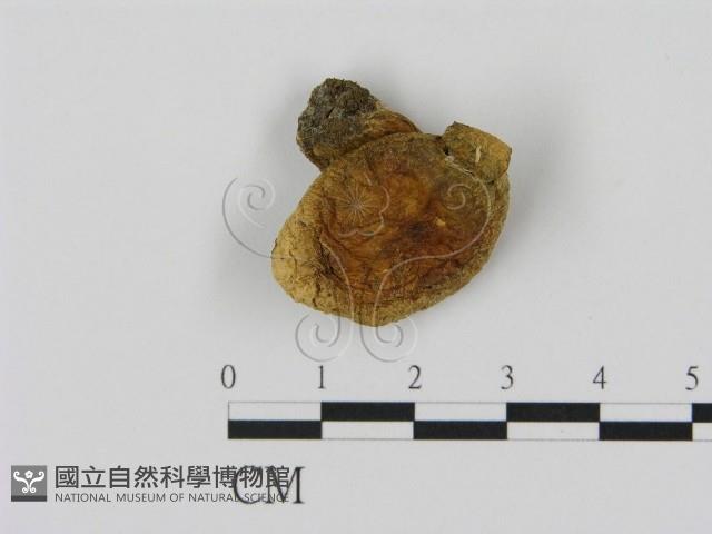 乳菇屬藏品圖，第3張