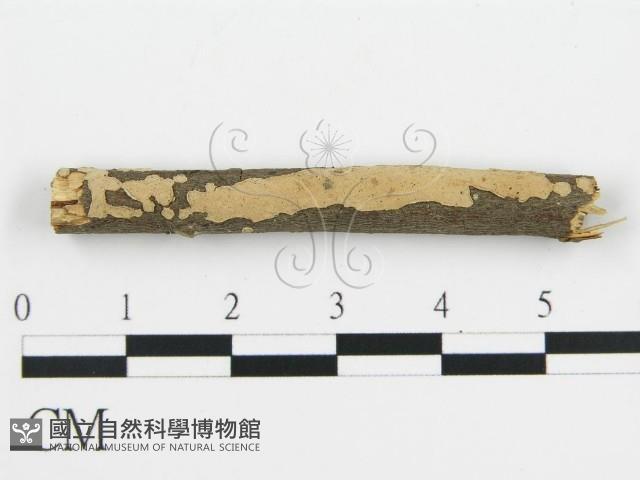 盤革菌屬藏品圖，第1張