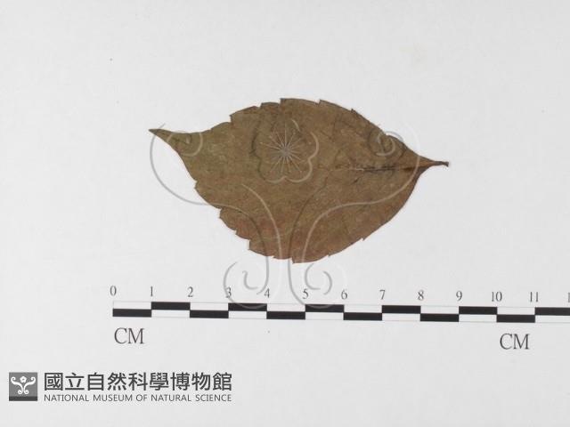 登錄號:F0026256藏品圖，第1張