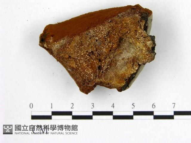 登錄號:F0006256藏品圖，第3張