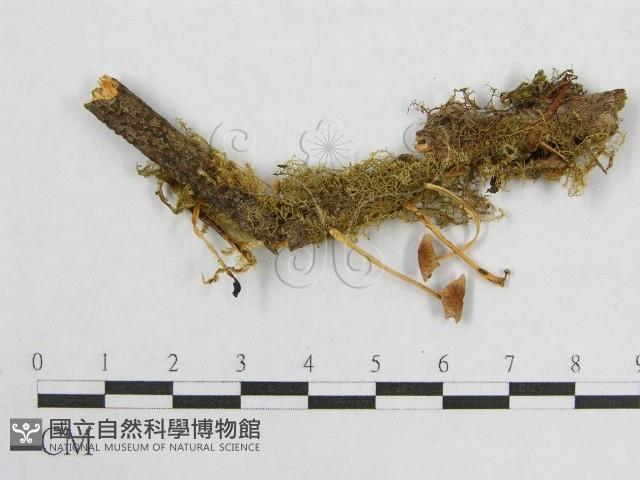盔孢傘屬藏品圖，第3張