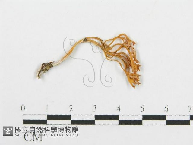 登錄號:F0001256藏品圖，第1張