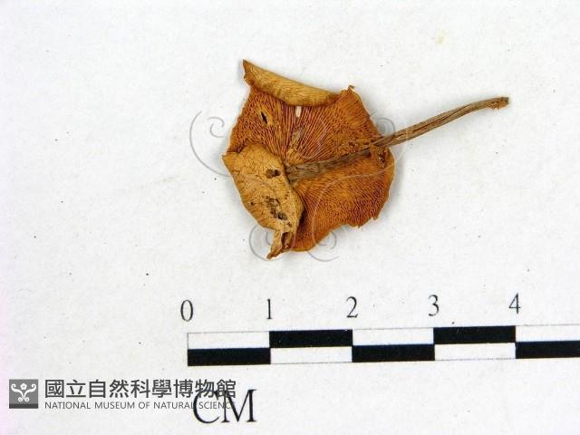 登錄號:F0022256藏品圖，第3張