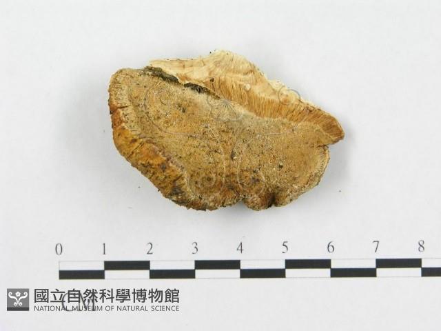 登錄號:F0007256藏品圖，第3張