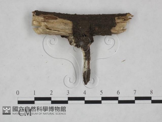 絲皮菌屬藏品圖，第3張