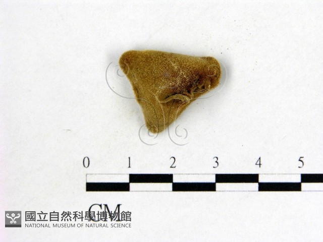 毛木耳藏品圖，第3張