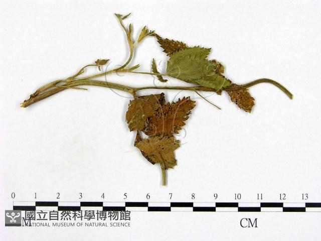 登錄號:F0019256藏品圖，第3張