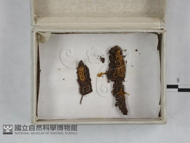 登錄號:F0023256藏品圖，第3張