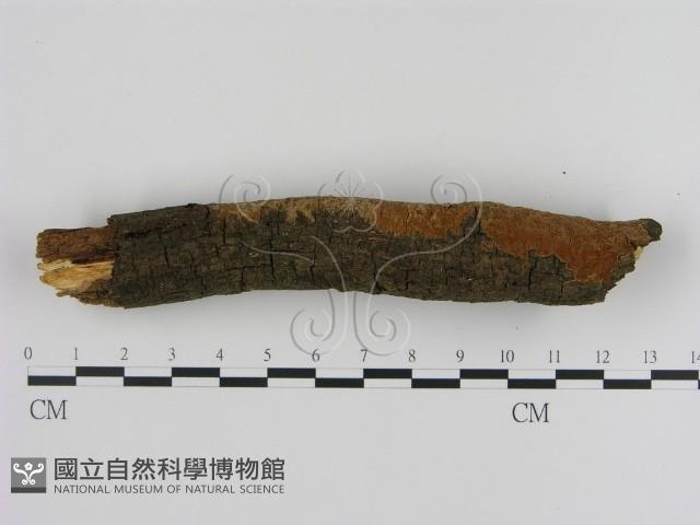 刺革菌屬藏品圖，第3張