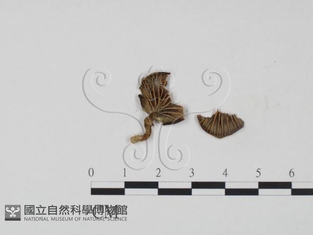 登錄號:F0010856藏品圖，第3張