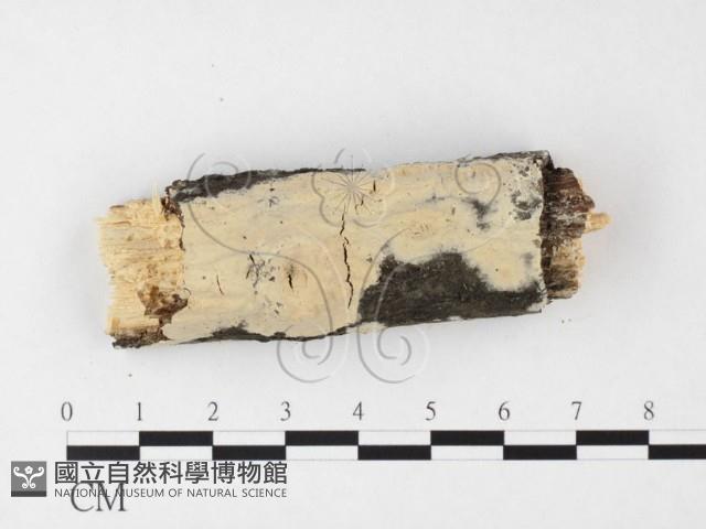 登錄號:F0026856藏品圖，第3張