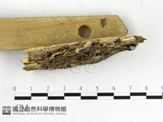 登錄號:F0006856藏品圖，第3張