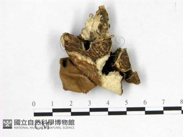 地星屬藏品圖，第3張