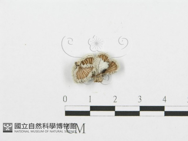 裂褶菌藏品圖，第3張