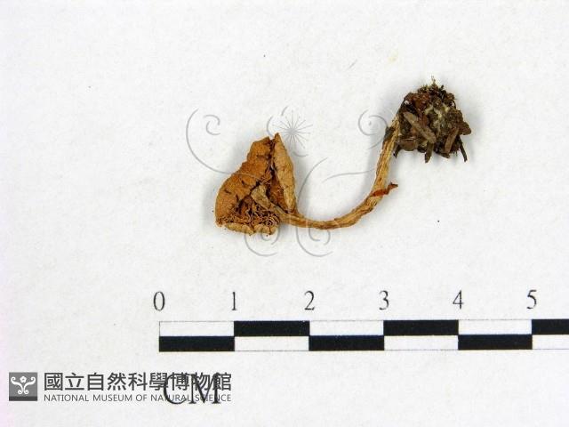 登錄號:F0004856藏品圖，第3張