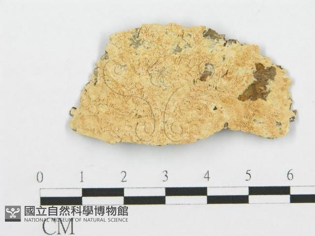 登錄號:F0014856藏品圖，第3張