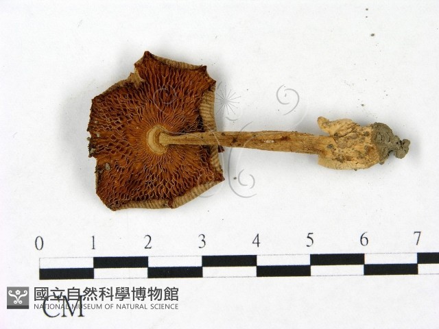 登錄號:F0022856藏品圖，第3張