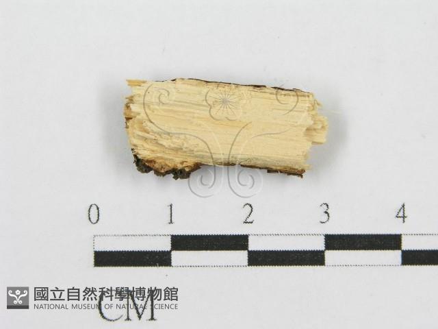 筍殼菌屬藏品圖，第3張