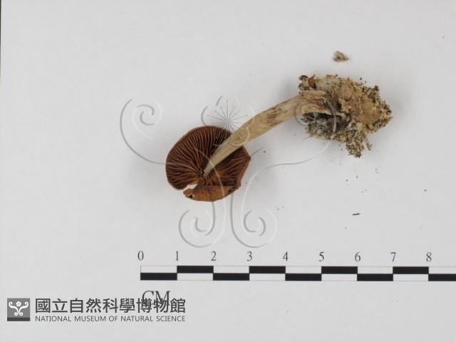 登錄號:F0025856藏品圖，第3張