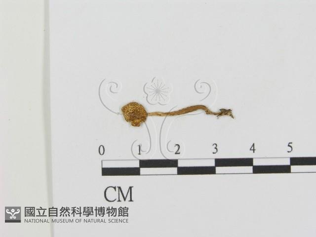 登錄號:F0015856藏品圖，第3張