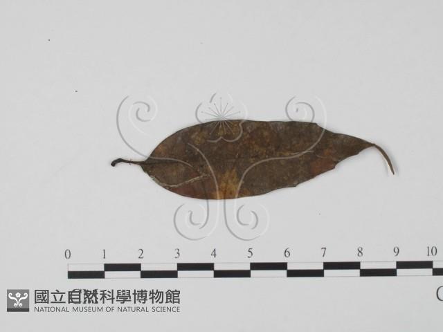 登錄號:F0009856藏品圖，第3張