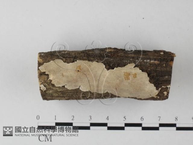 登錄號:F0023856藏品圖，第3張