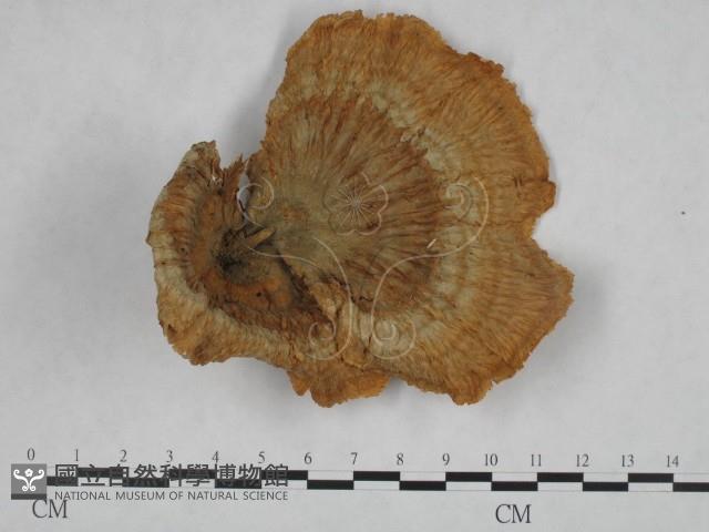 優雅波邊革菌藏品圖，第3張