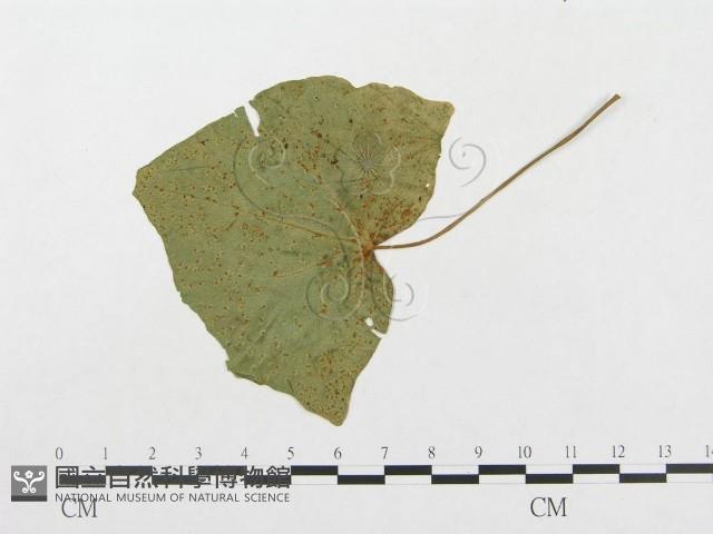 登錄號:F0018956藏品圖，第1張