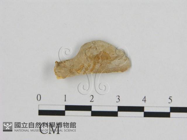 登錄號:F0006956藏品圖，第3張