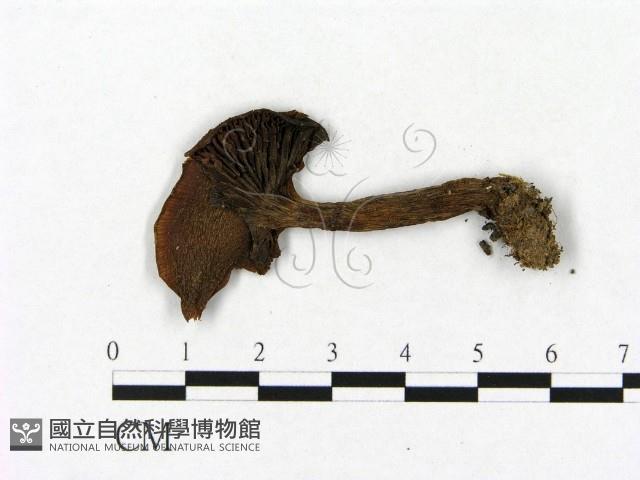 登錄號:F0021956藏品圖，第3張