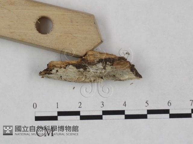 粗糙孢菌屬藏品圖，第3張