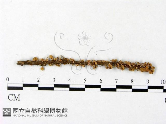 登錄號:F0004956藏品圖，第3張