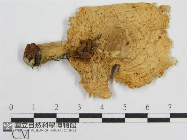 登錄號:F0012956藏品圖，第3張