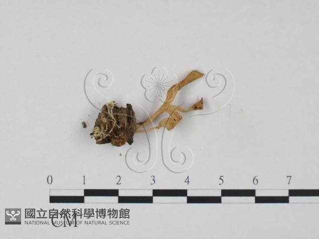 登錄號:F0007956藏品圖，第3張