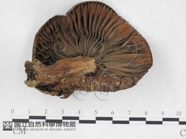 登錄號:F0025956藏品圖，第3張