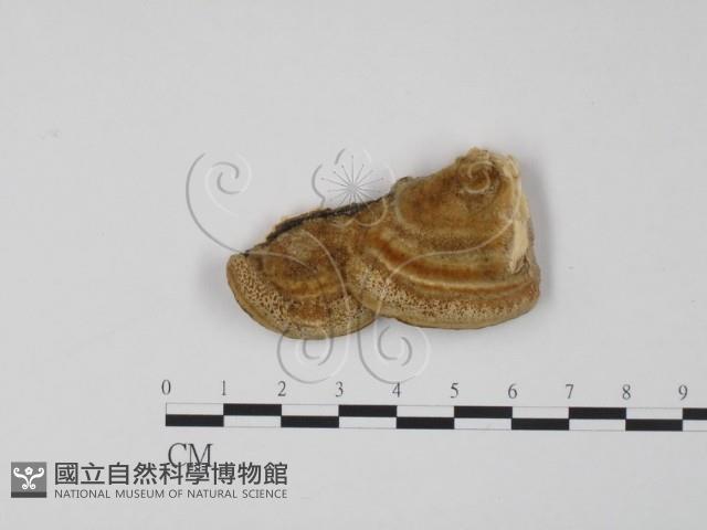 登錄號:F0005956藏品圖，第3張