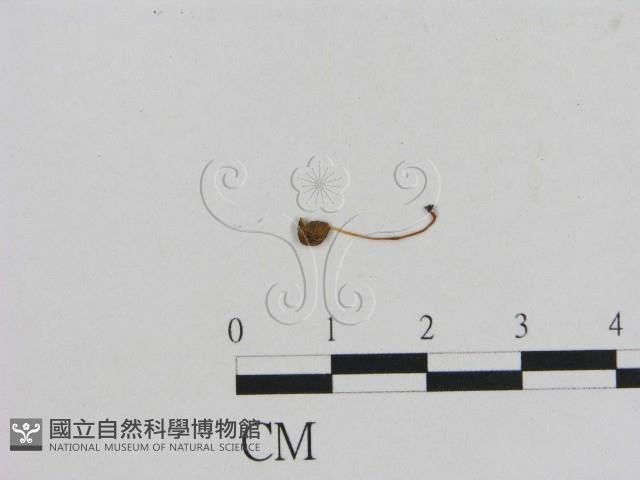 小菇屬藏品圖，第3張