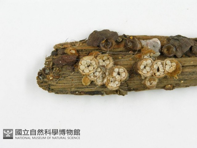 登錄號:F0013956藏品圖，第3張